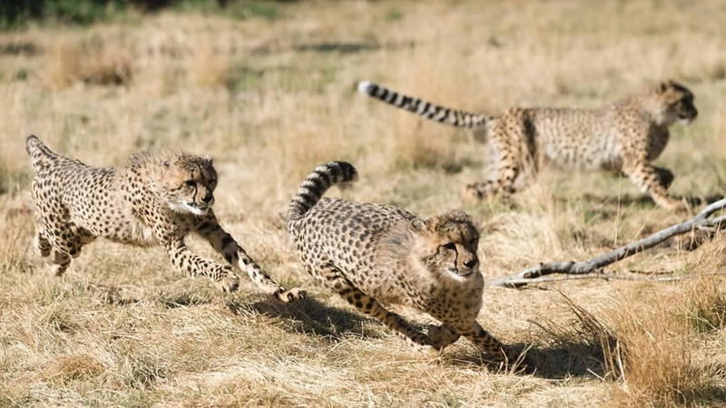 Discover the Cheetah Route