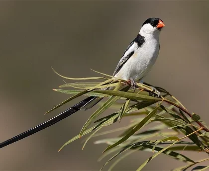 Top Birding Spots in the Free State