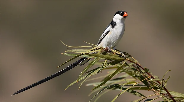 Top Birding Spots in the Free State