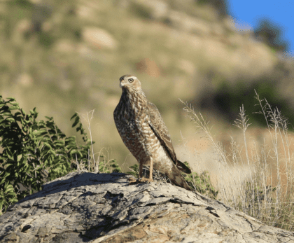 Free State Bird watching