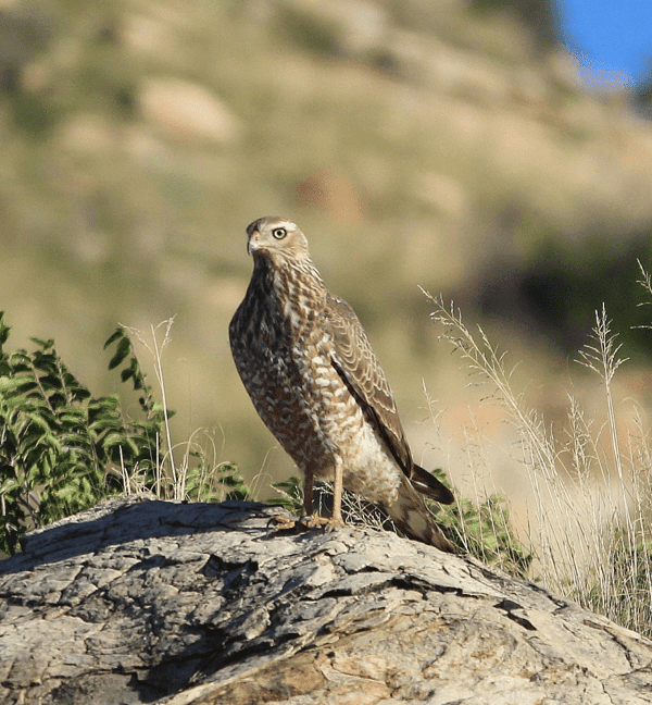 Free State Bird watching