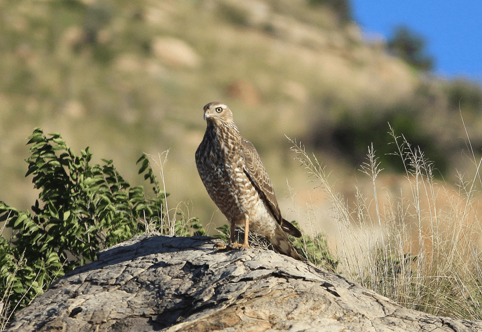 Free State Bird watching