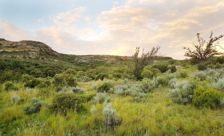 Top 5 Hiking Trails in the Free State