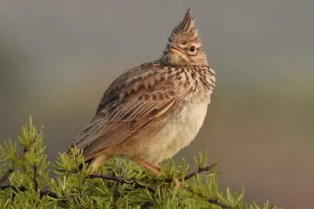 Birds in the free state