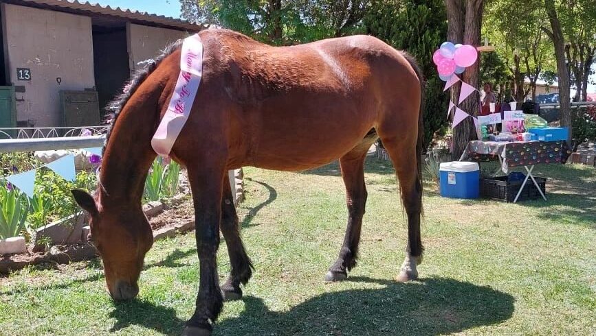 Bloemfontein Equestrian Centre (BEC)