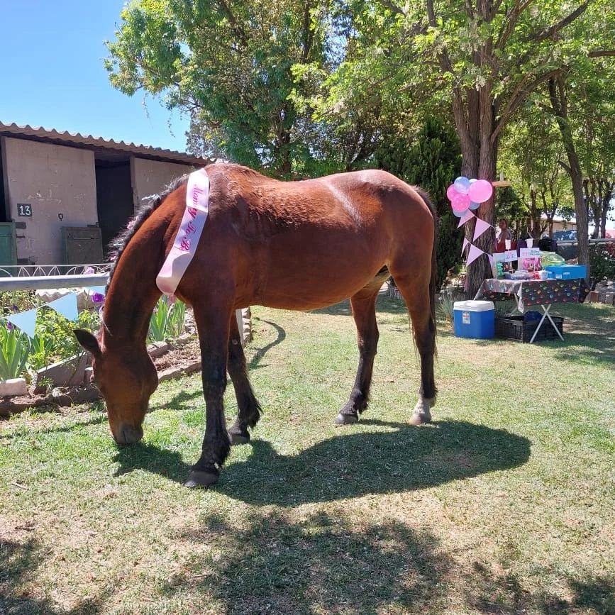 Bloemfontein Equestrian Centre Bloemfontein Equestrian Centre Bloemfontein Equestrian Centre (BEC)