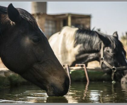 Horse Riding Adventures in Fouriesburg