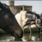thirsty work these horseback rides 85x85