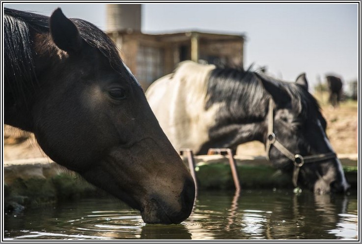 Horse Riding Adventures in Fouriesburg